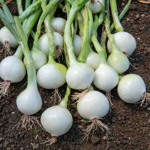 Oignon Blanc Rebouillon 